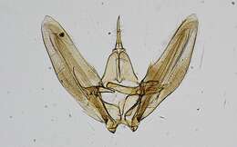 Image of Oidaematophorus auster Barnes & Lindsey 1921