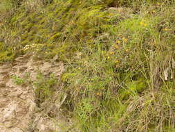 Image of Poa horridula Pilg.