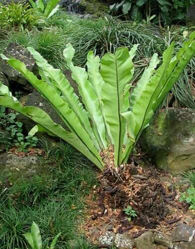 Image of Hawai'I birdnest fern