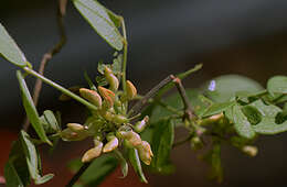 Image of Nissolia fruticosa var. fruticosa