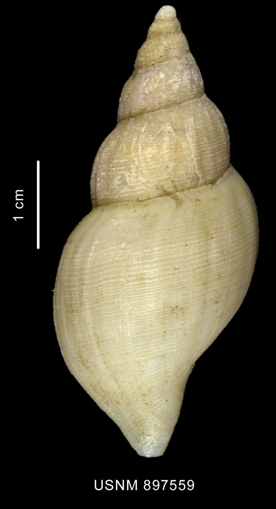 Image of Belaturricula turrita (Strebel 1908)