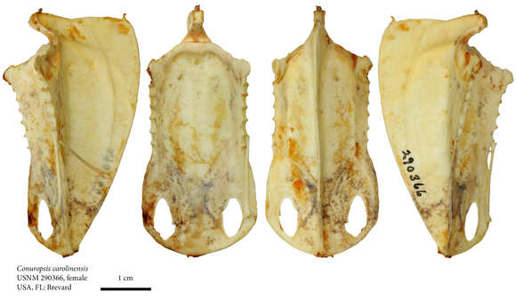 Image of Conuropsis Salvadori 1891