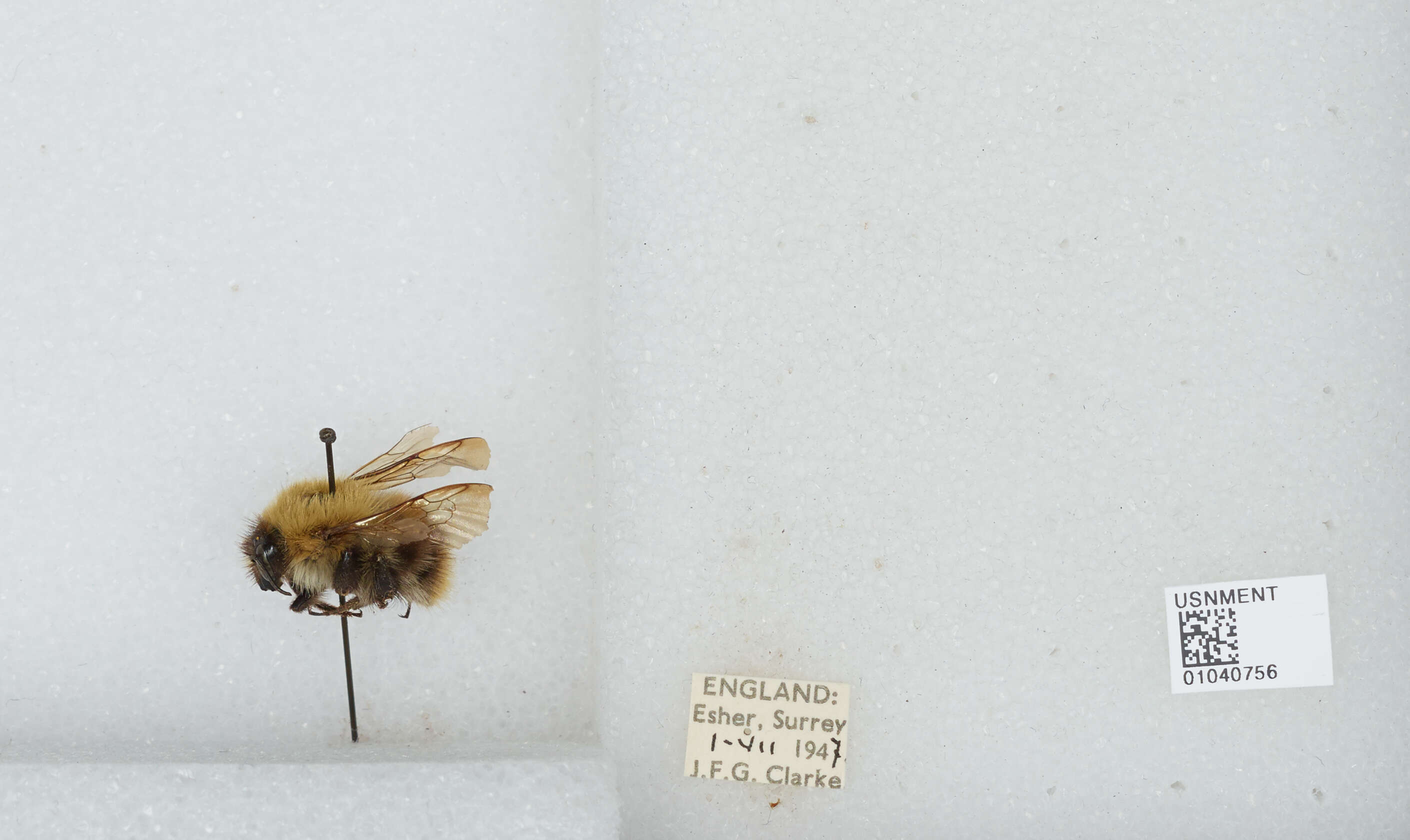 Image of Common carder bumblebee