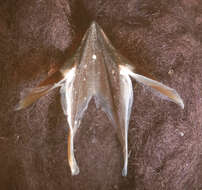 Image of Cephalopods