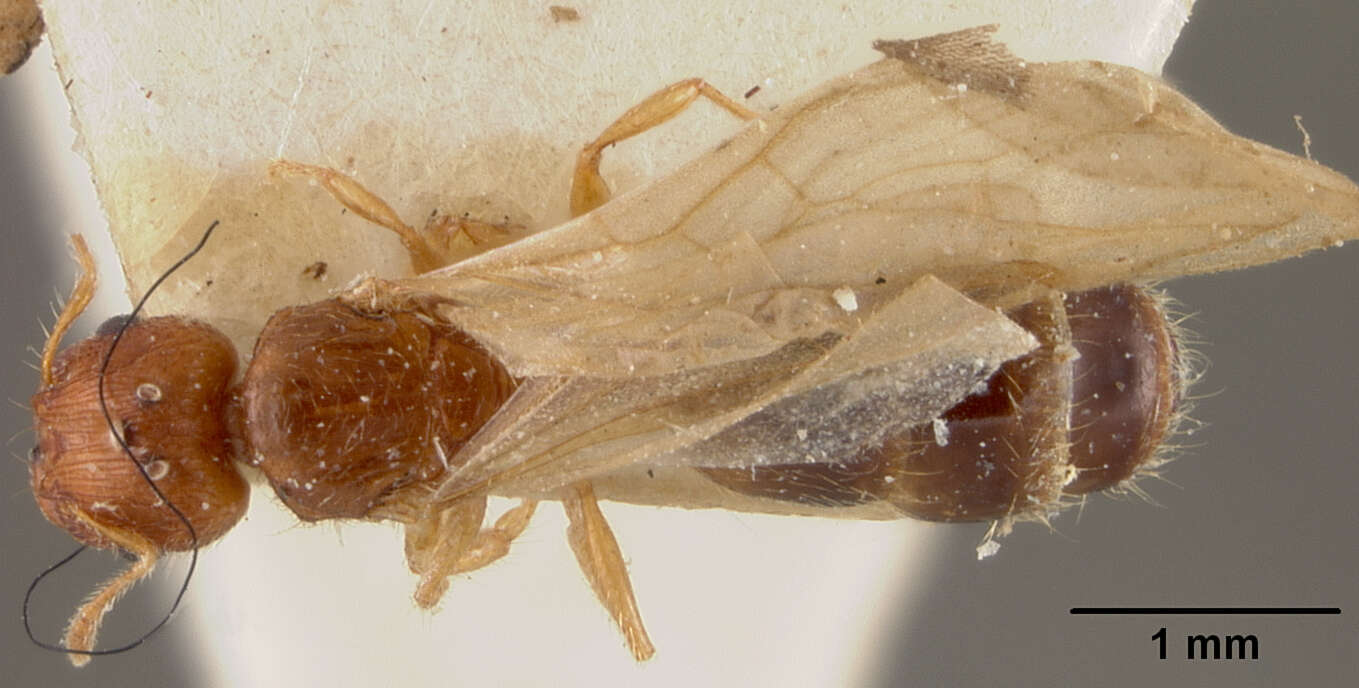 Image of Pheidole rinae tipuna Forel 1912