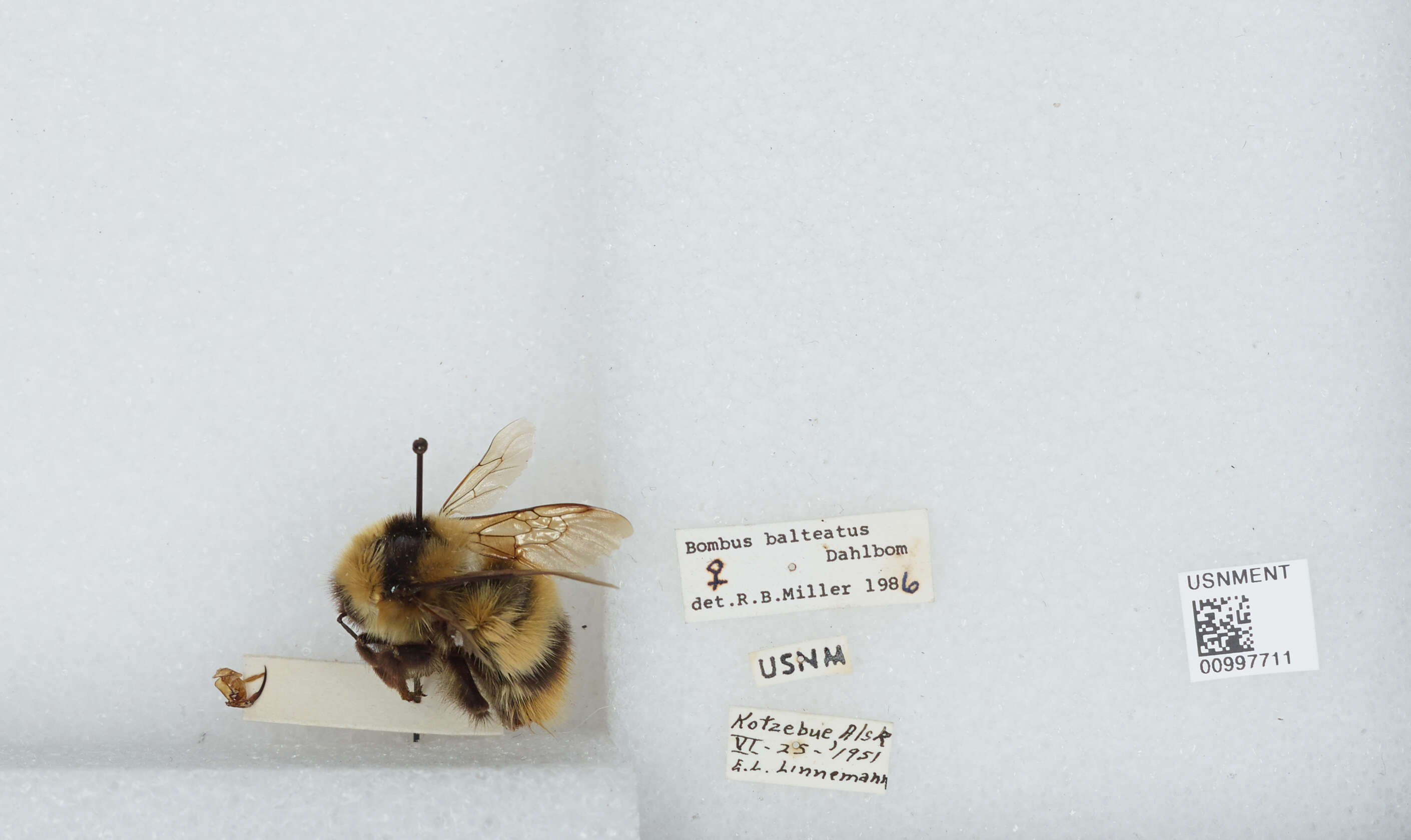 Image de Bombus balteatus Dahlbom 1832