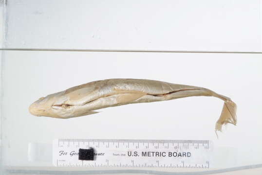 Image of Pogonichthys