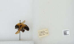 صورة Bombus bimaculatus Cresson 1864