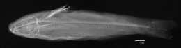 Imagem de Cetopsis motatanensis (Schultz 1944)
