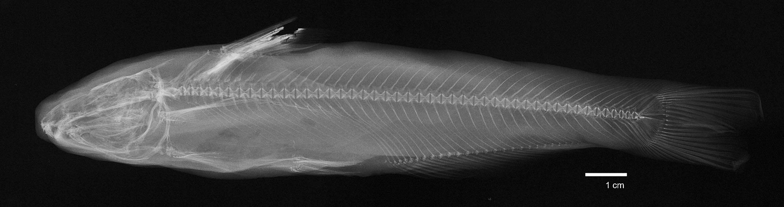 Imagem de Cetopsis motatanensis (Schultz 1944)
