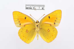 Image of clouded yellow