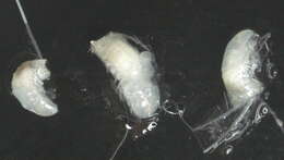 Image of Amphipoda