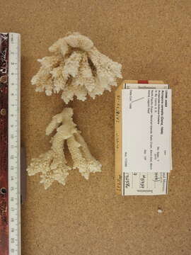 Image of Staghorn coral