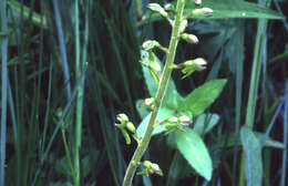 Image of Common twayblade