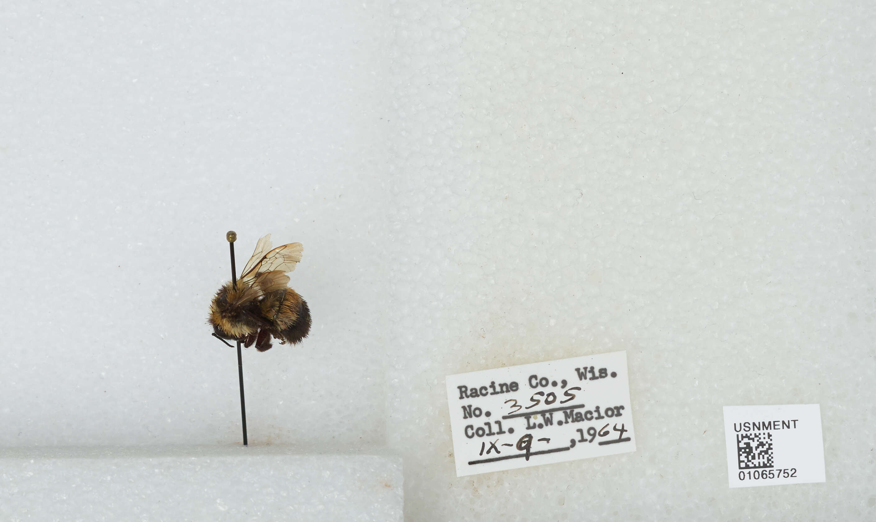 Слика од Bombus affinis Cresson 1864