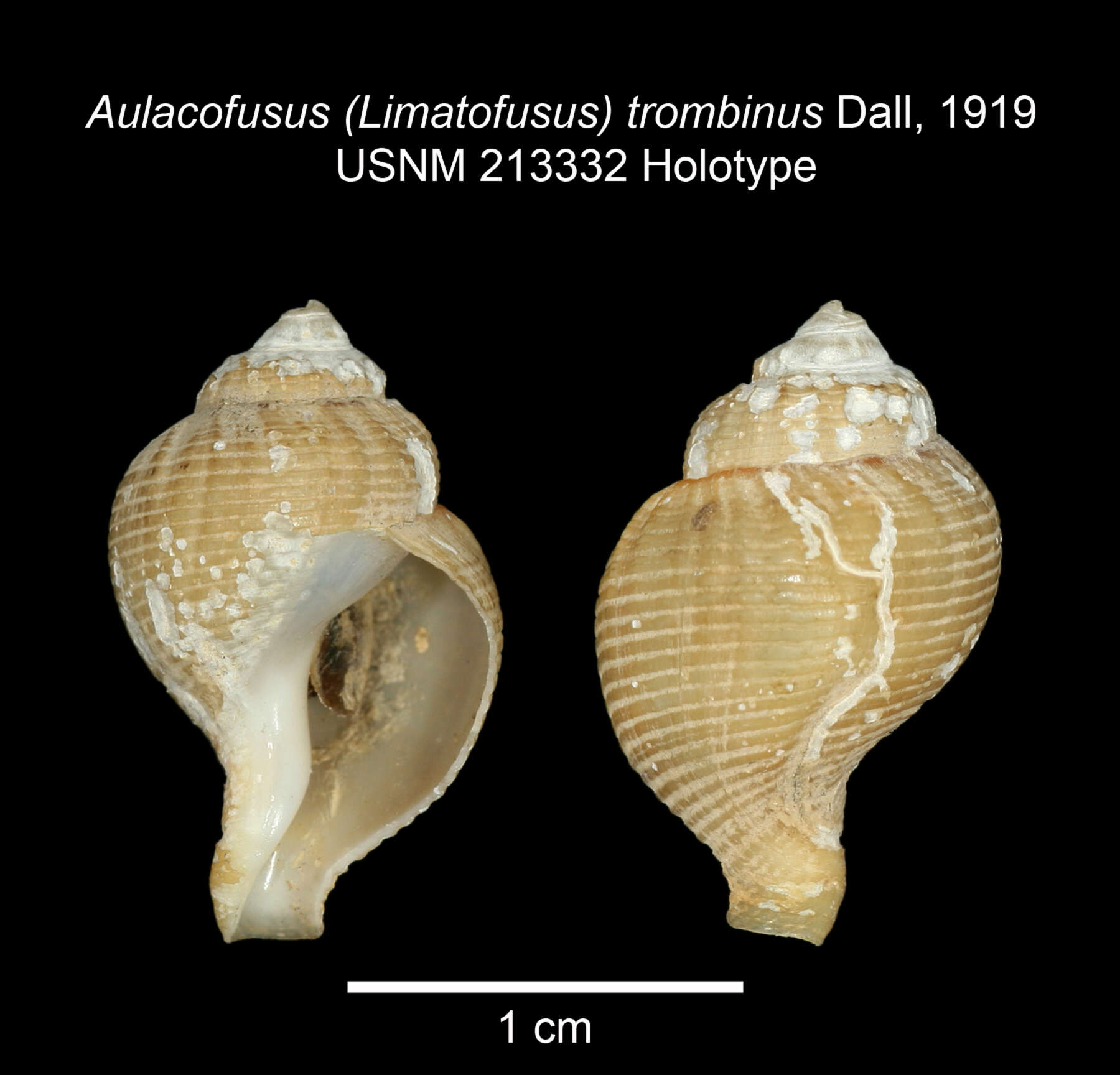 Image of Aulacofusus (Limatofusus) trombinus Dall