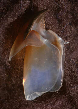 Image of arrow-finned squid