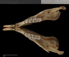 Sivun Sciurus oculatus tolucae Nelson 1898 kuva