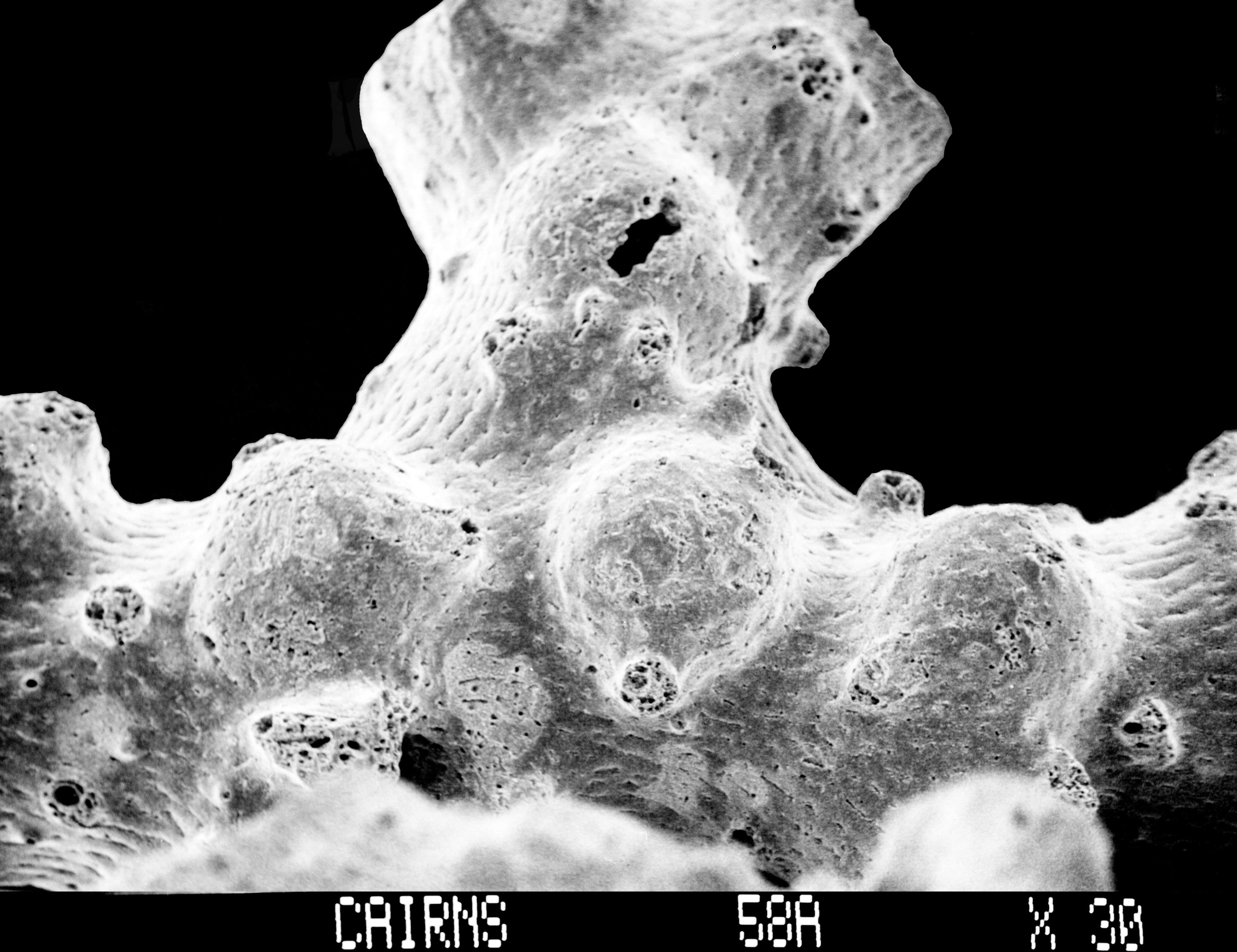 Image of Errinopsis fenestrata Cairns 1983