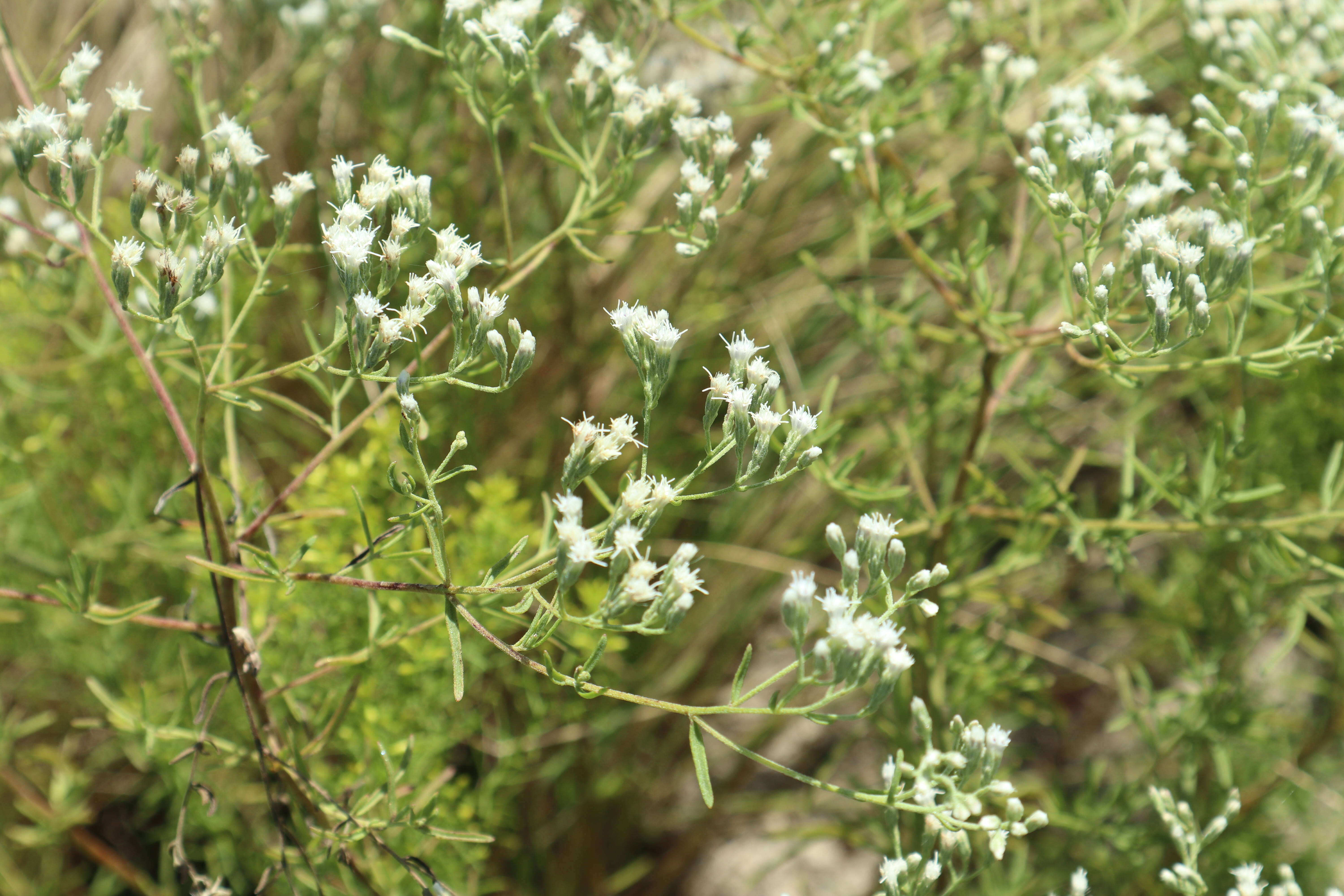 Image of hyssopleaf thoroughwort