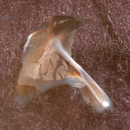 Image of Nematolampas venezuelensis Arocha 2003