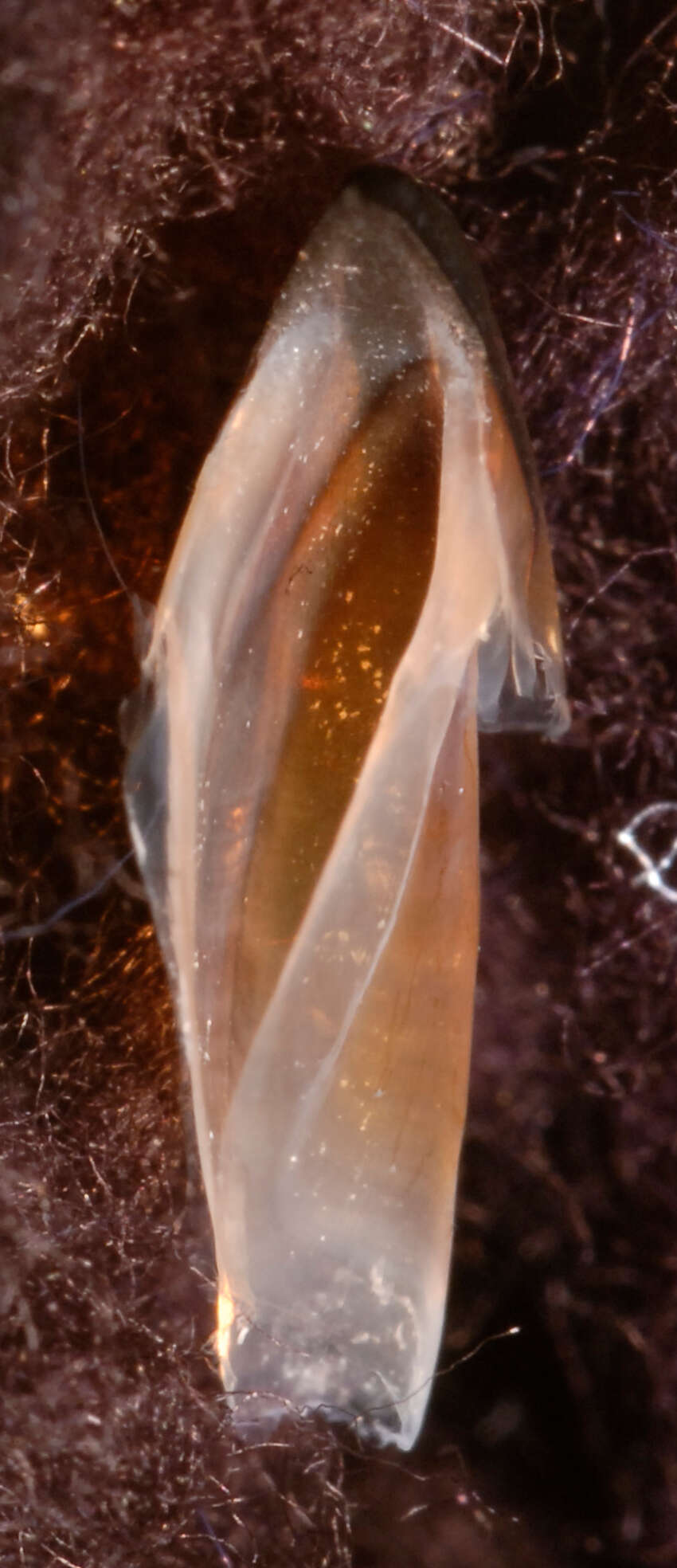 Image of pink scaled squid