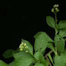 Image of Chileranthemum pyramidatum (Lindau) T. F. Daniel