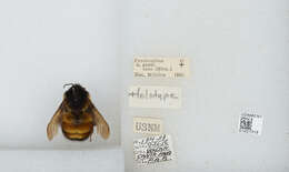 Image of Bombus ephippiatus Say 1837