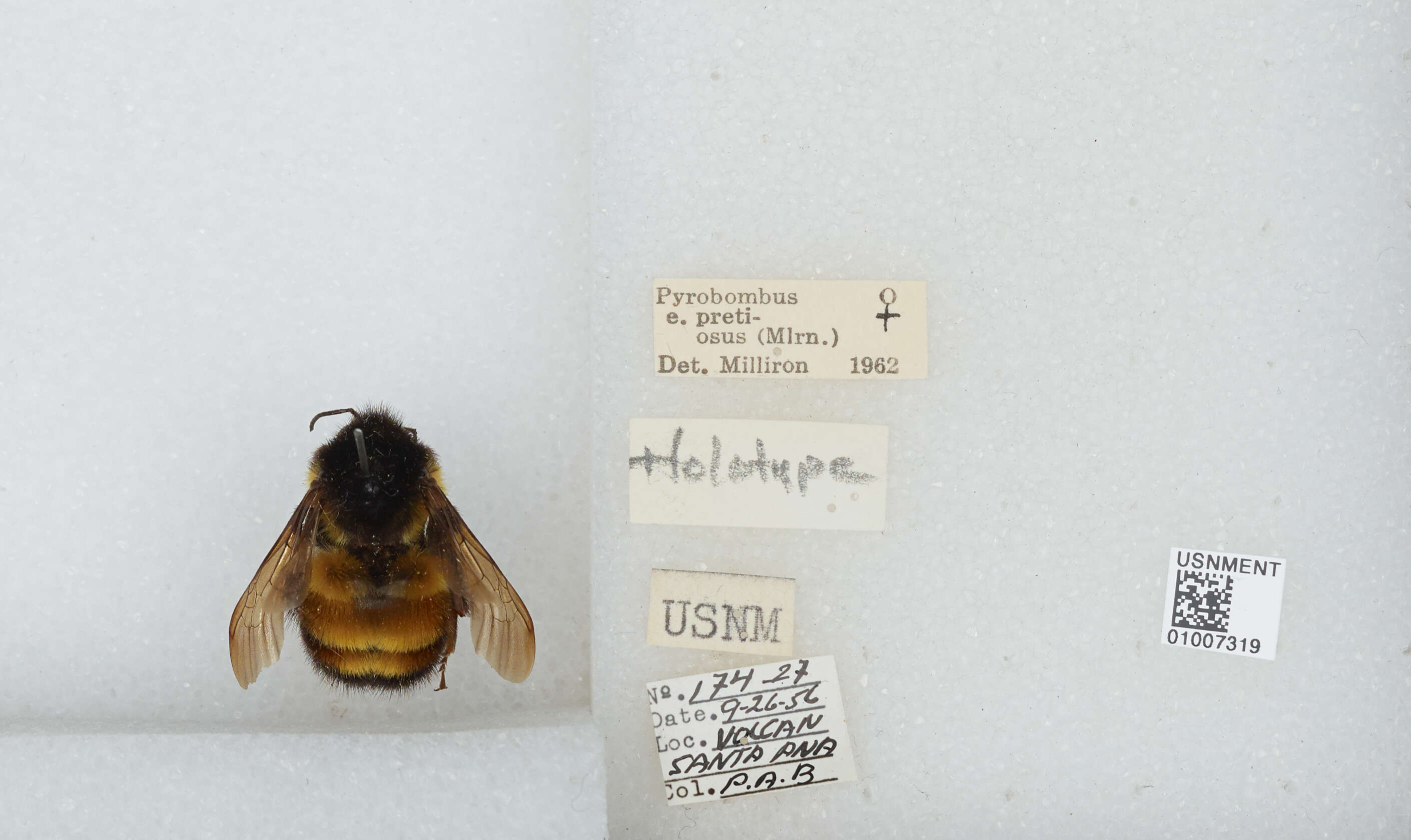 Image of Bombus ephippiatus Say 1837