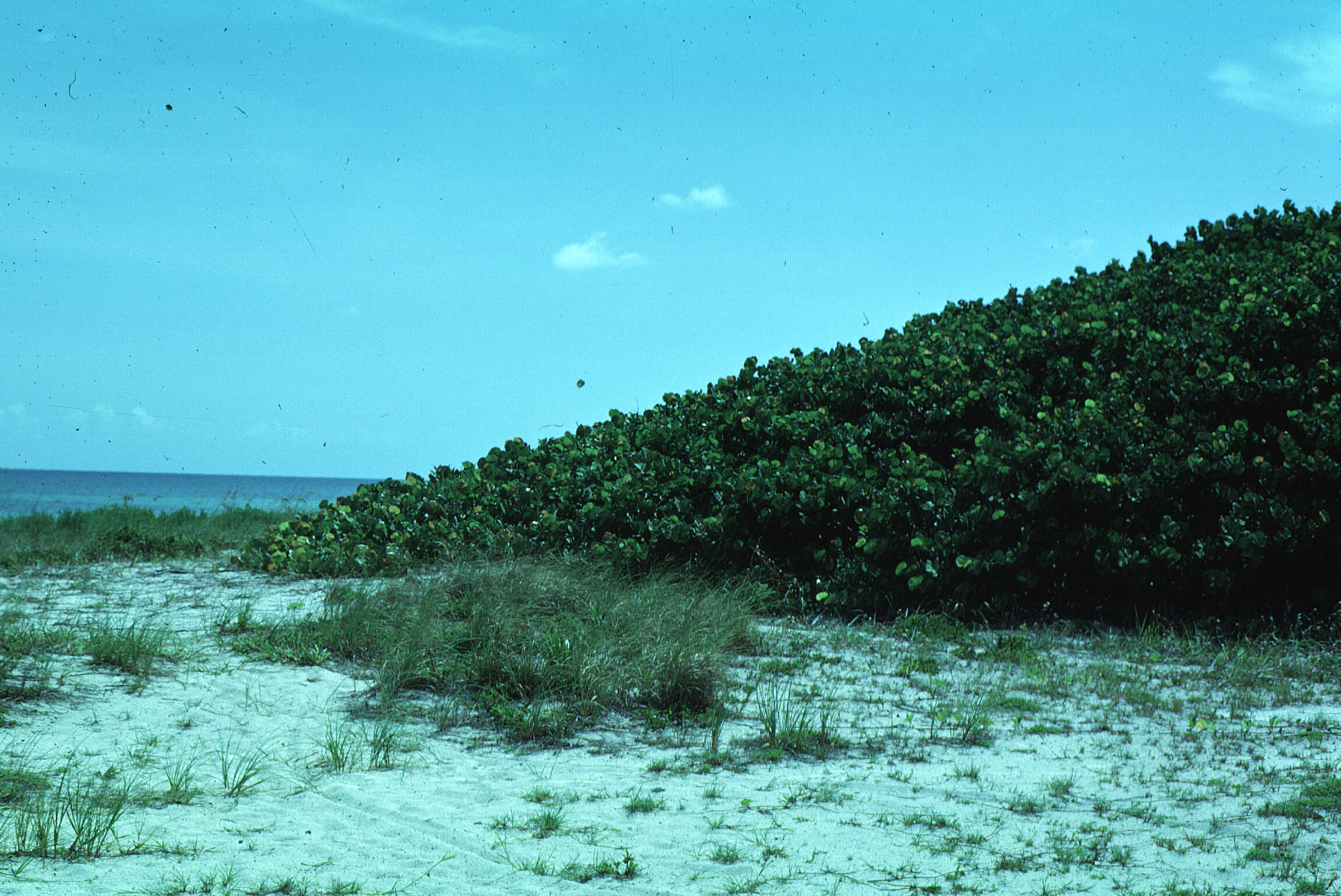 Coccoloba uvifera (L.) L. resmi