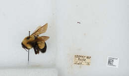 Слика од Bombus affinis Cresson 1864