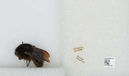 Image of Bombus rufipes Lepeletier 1836