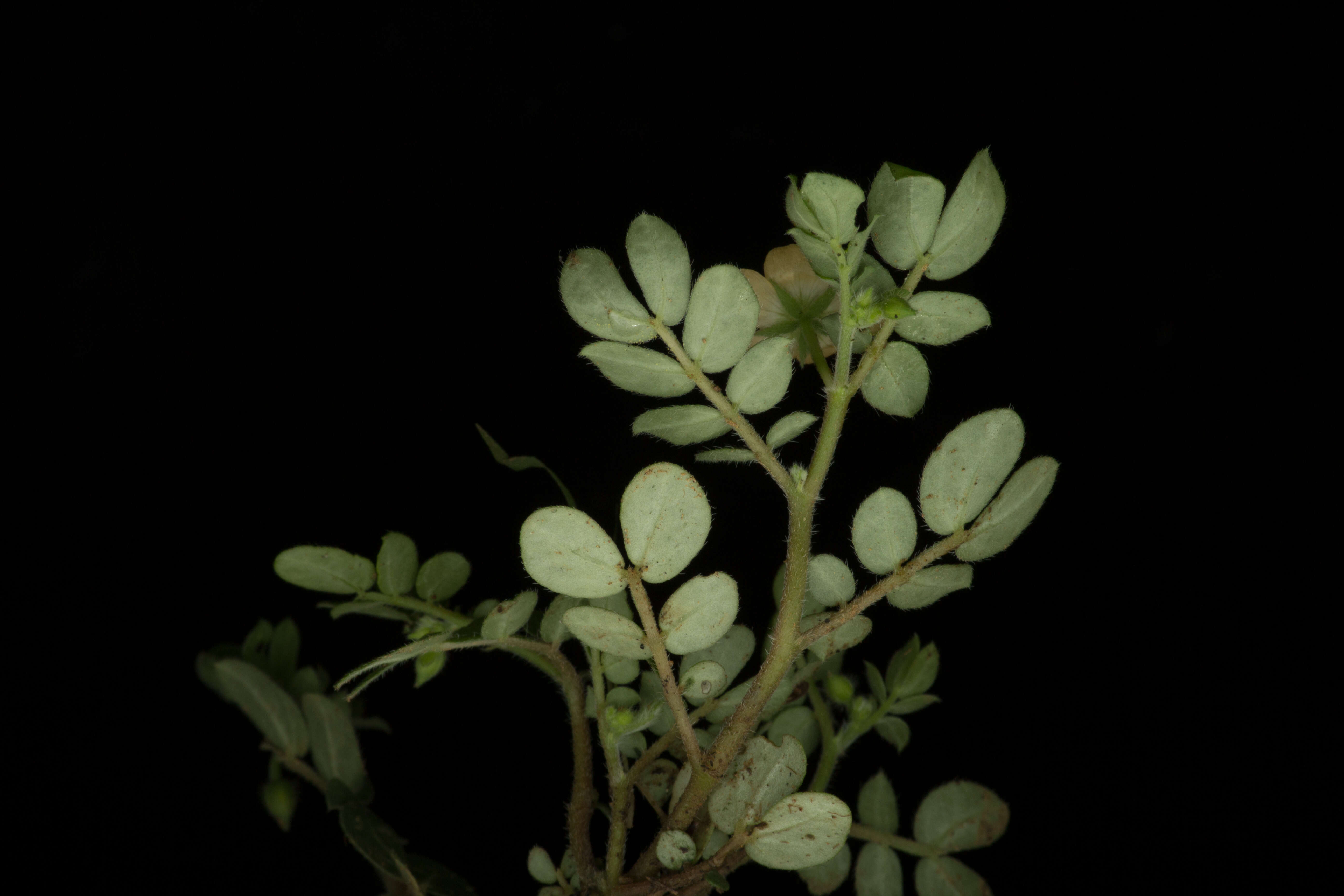 Image of Kallstroemia rosei Rydb.