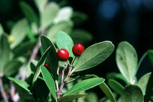 Image of white logwood