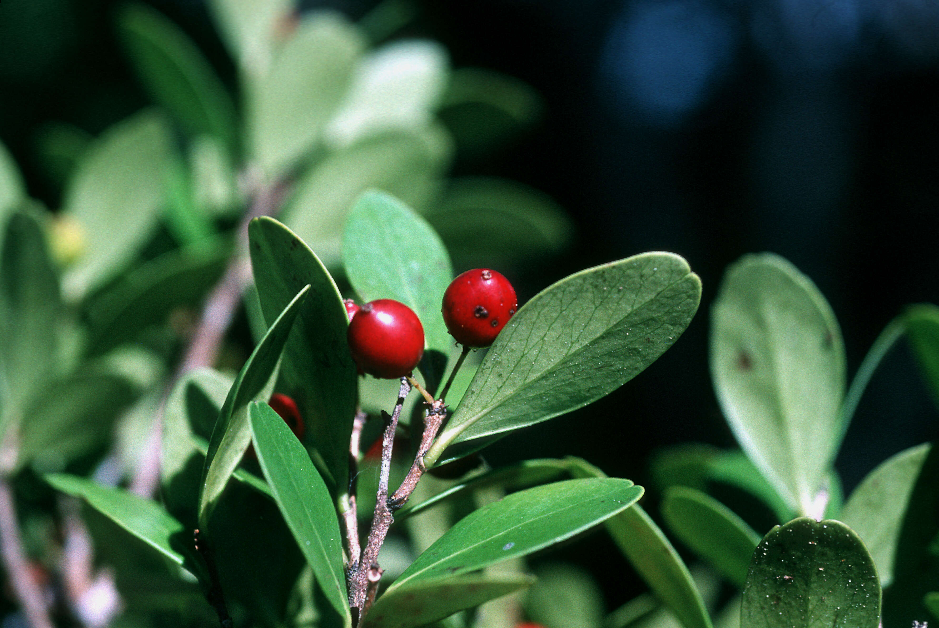 Image de Xylosma schaefferioides A. Gray