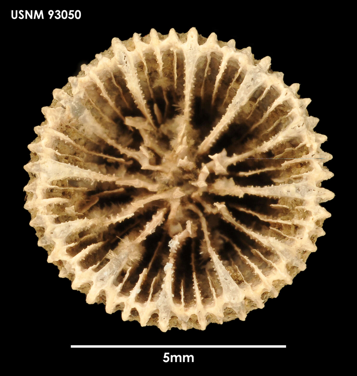 Image of Palocyathus seymourensis Filkorn 1994
