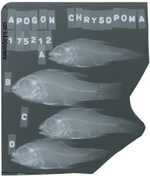 Image of Apogon chrysopomus