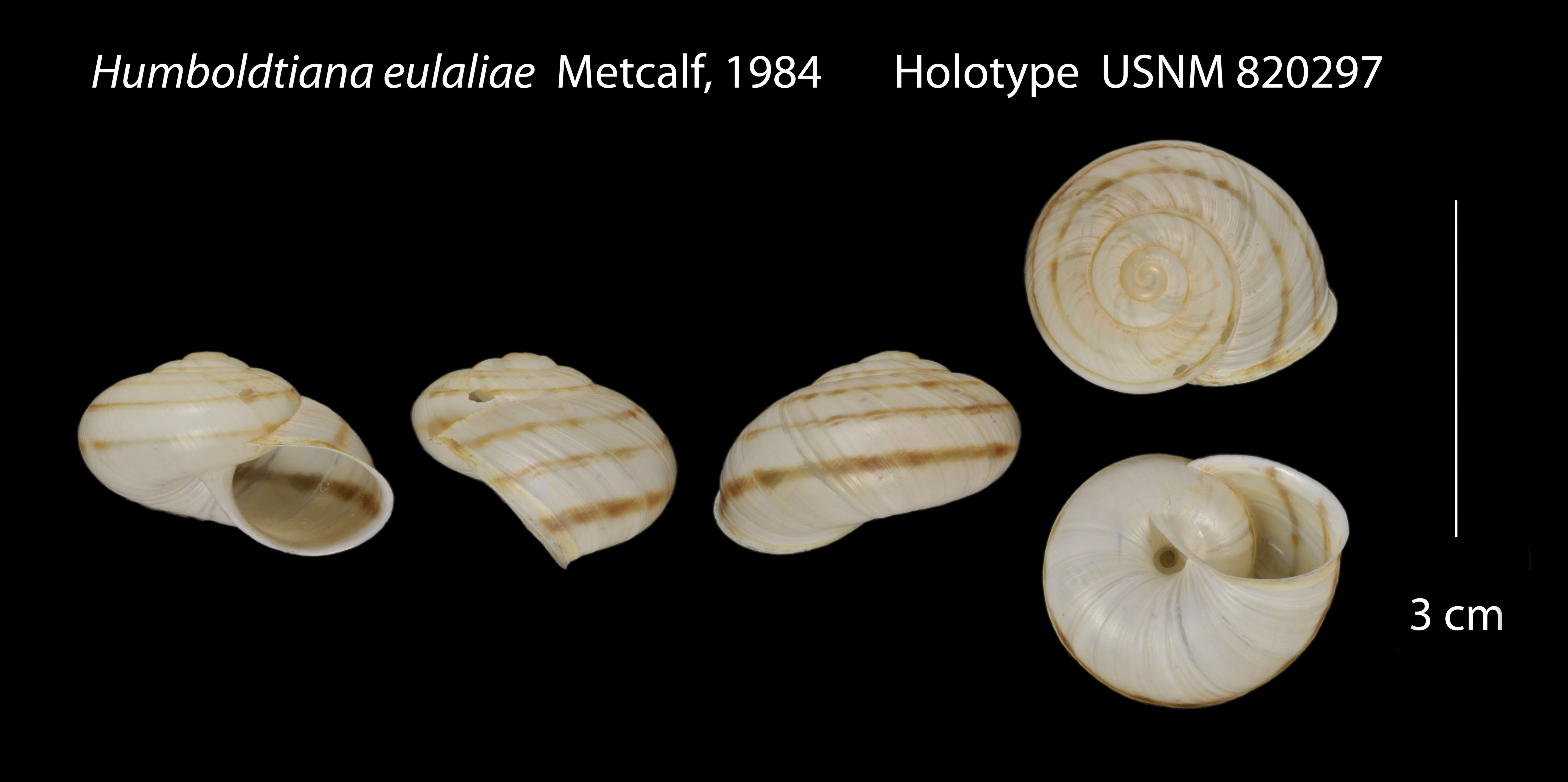Image of Humboldtiana eulaliae Metcalf 1983