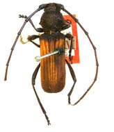 Image of Tragidion coquus (Linnaeus 1758)