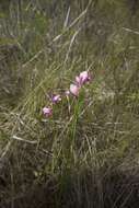 Image of snakemouth orchid