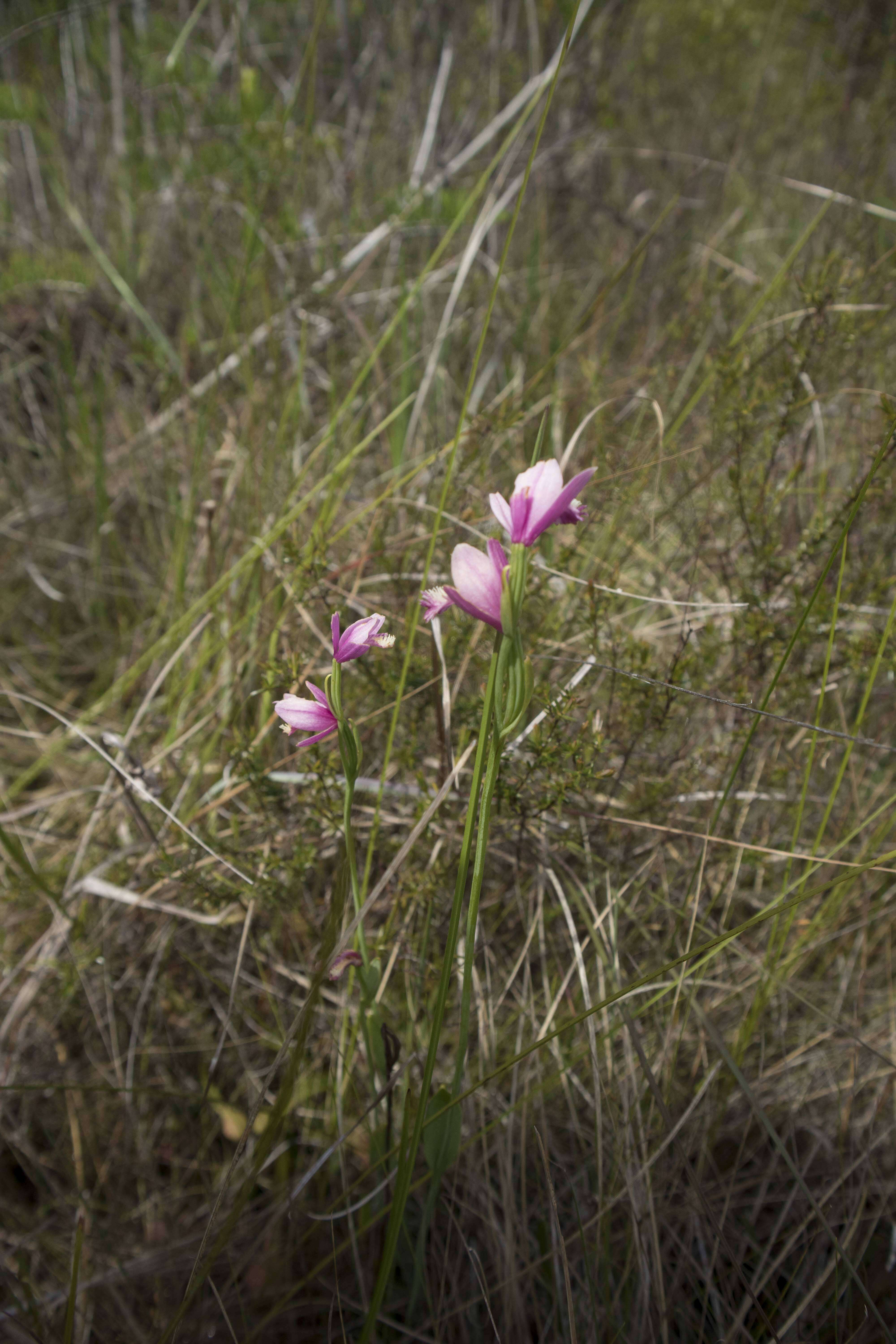 Image of snakemouth orchid