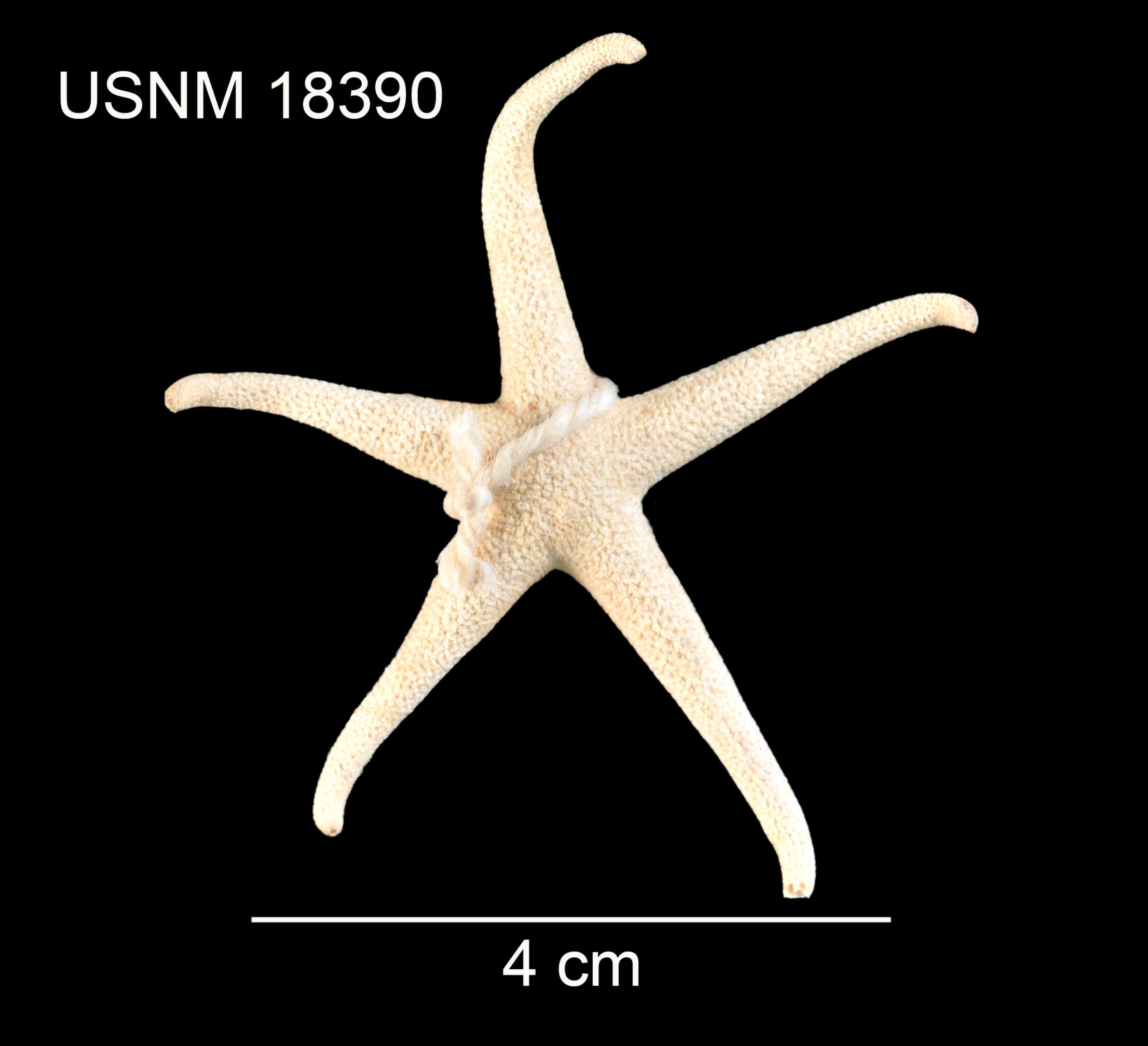 Henricia microspina Verrill 1915 resmi