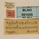 Image of Xylotrechus mindanaonis Aurivillius 1928
