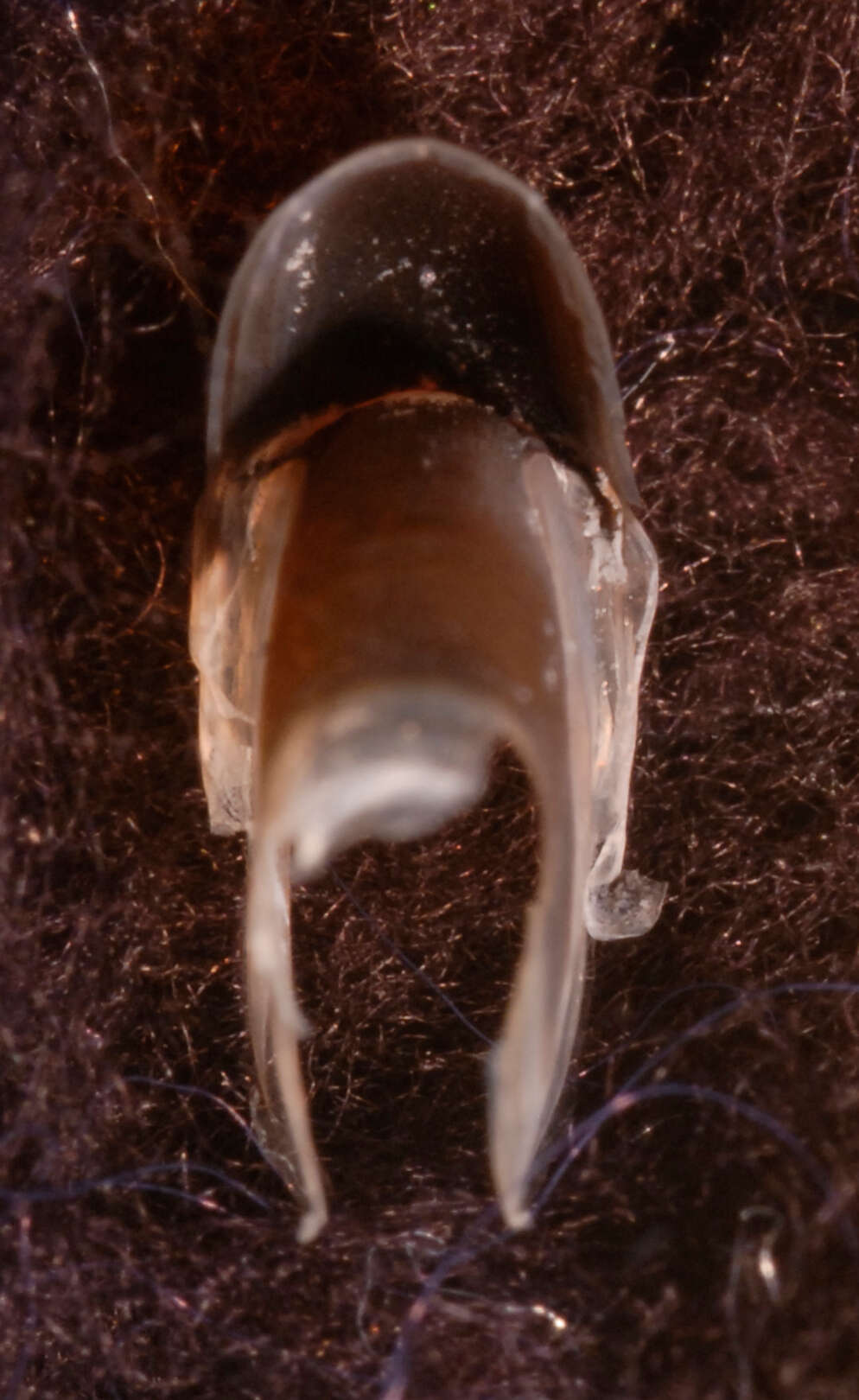 Image of Discoteuthis discus Young & Roper 1969