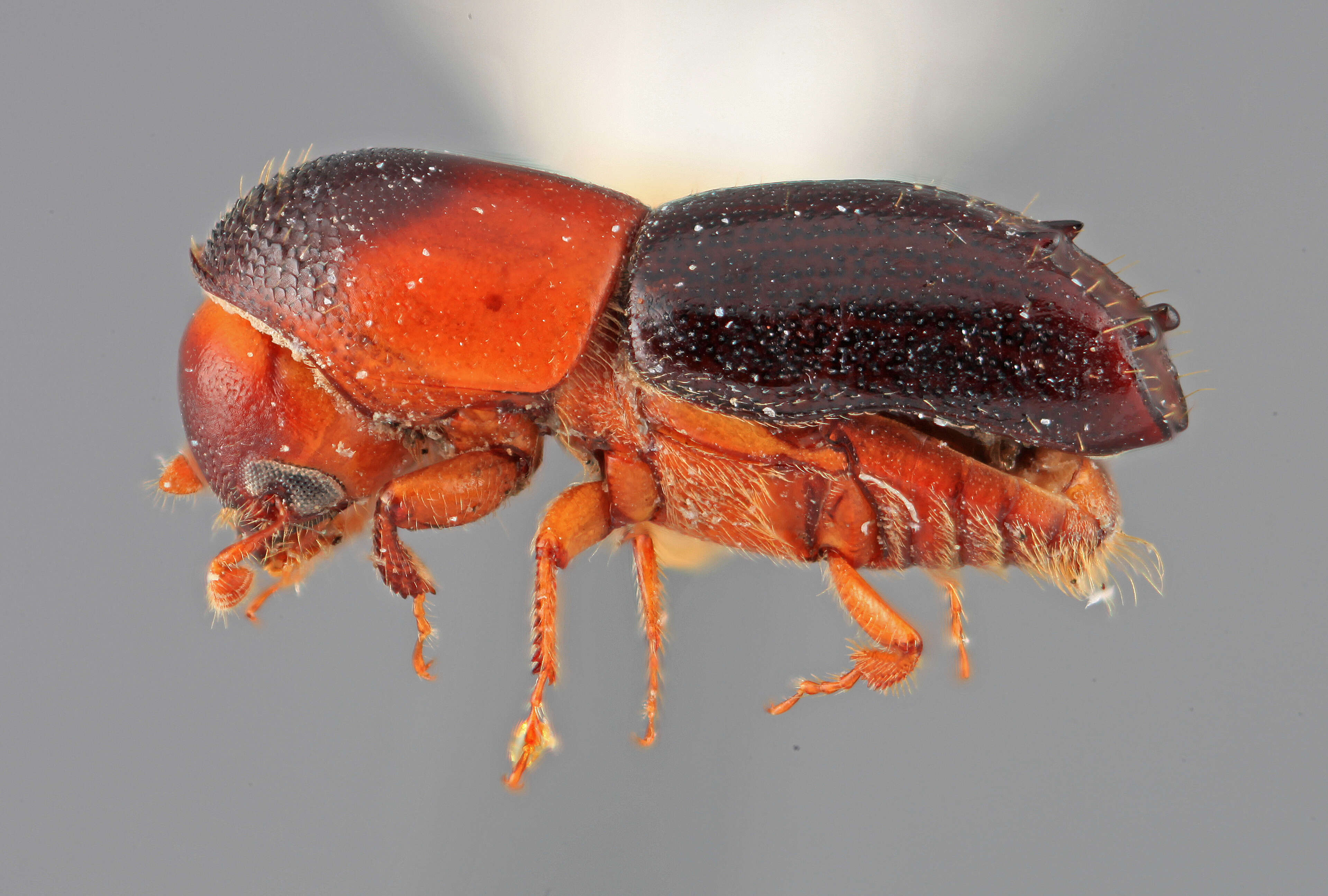 Image of Tricolus nayartinensis Wood 2007