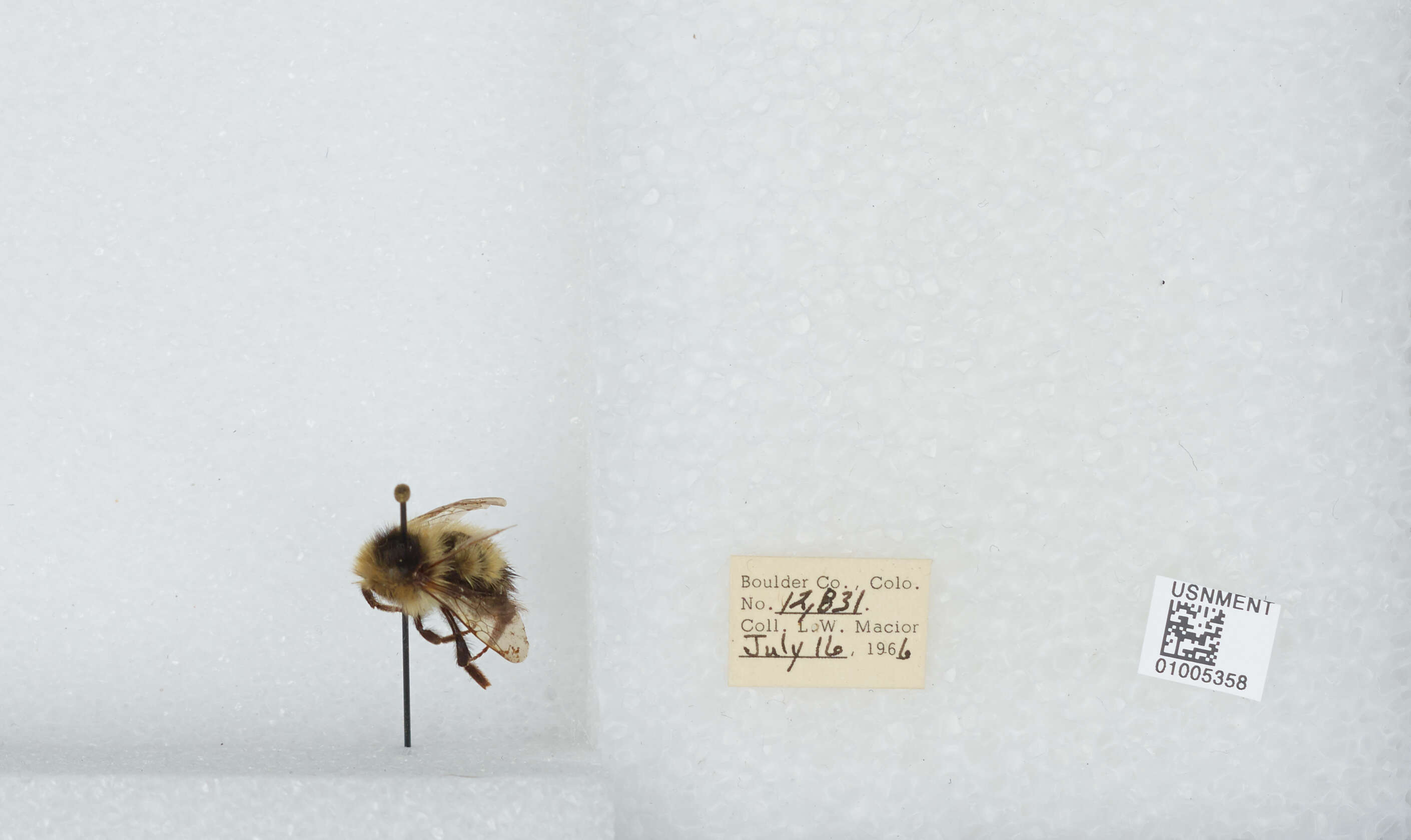 Image de Bombus balteatus Dahlbom 1832