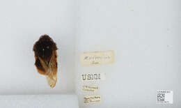 Слика од Bombus eximius Smith 1852