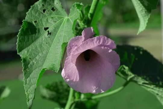 Sivun Hibiscus furcellatus Desr. kuva