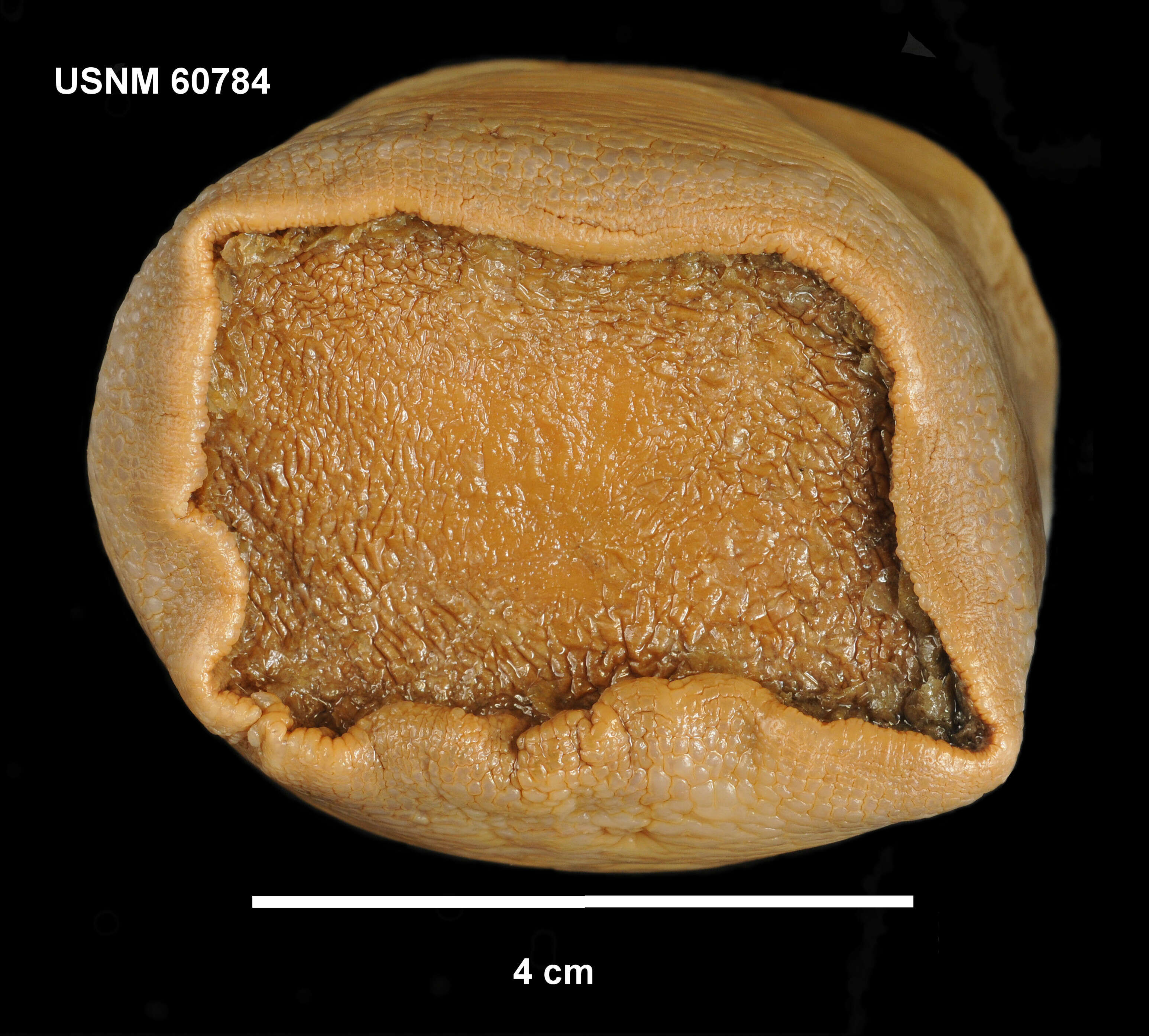 Image of Sicyonis erythrocephala (Pax 1922)