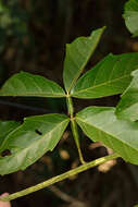 Слика од Paullinia pinnata L.